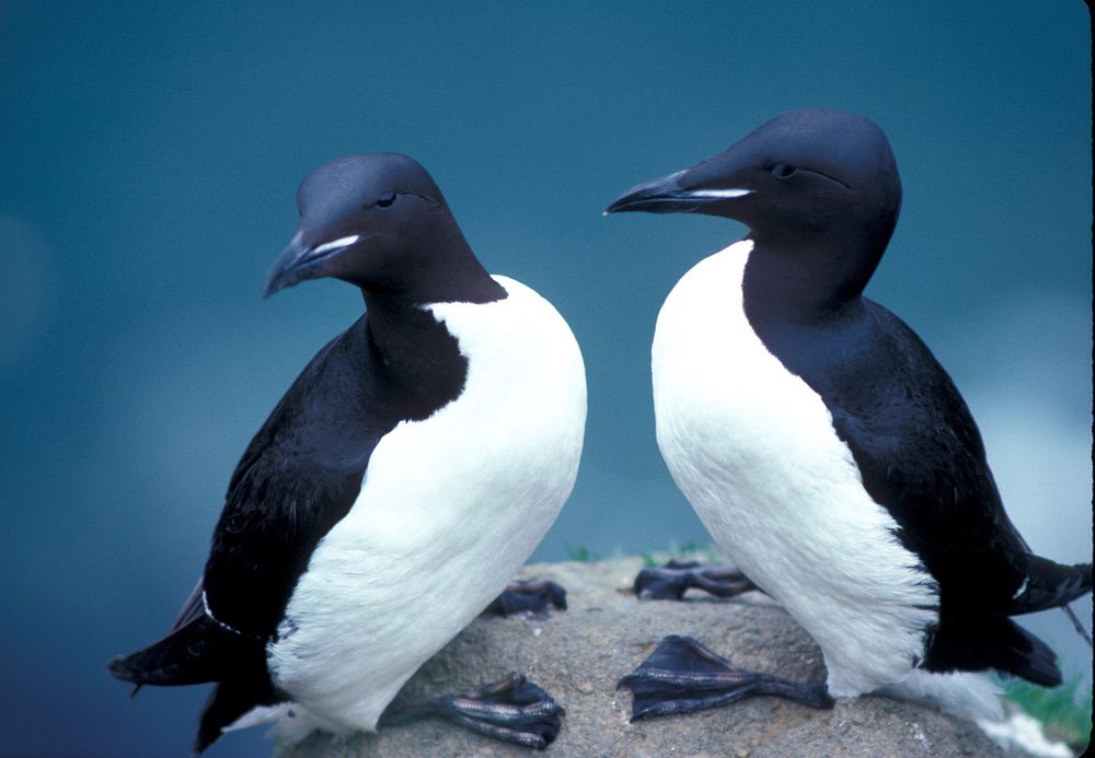 Free close up couple penguin image, public domain animal CC0 photo.