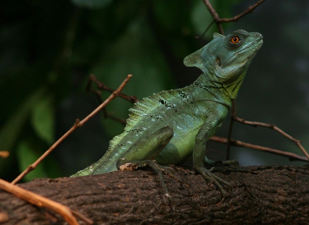 Free Iguana image, public domain lizard CC0 photo.