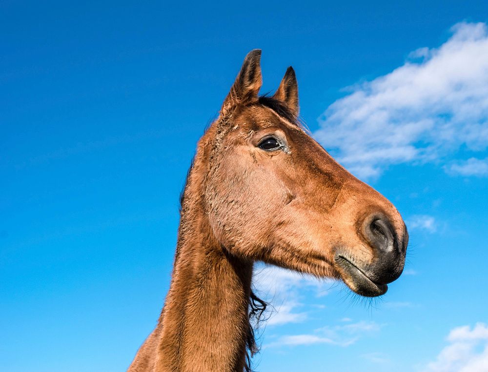 Free image of brown horse in grass, public domain animal CC0 photo.