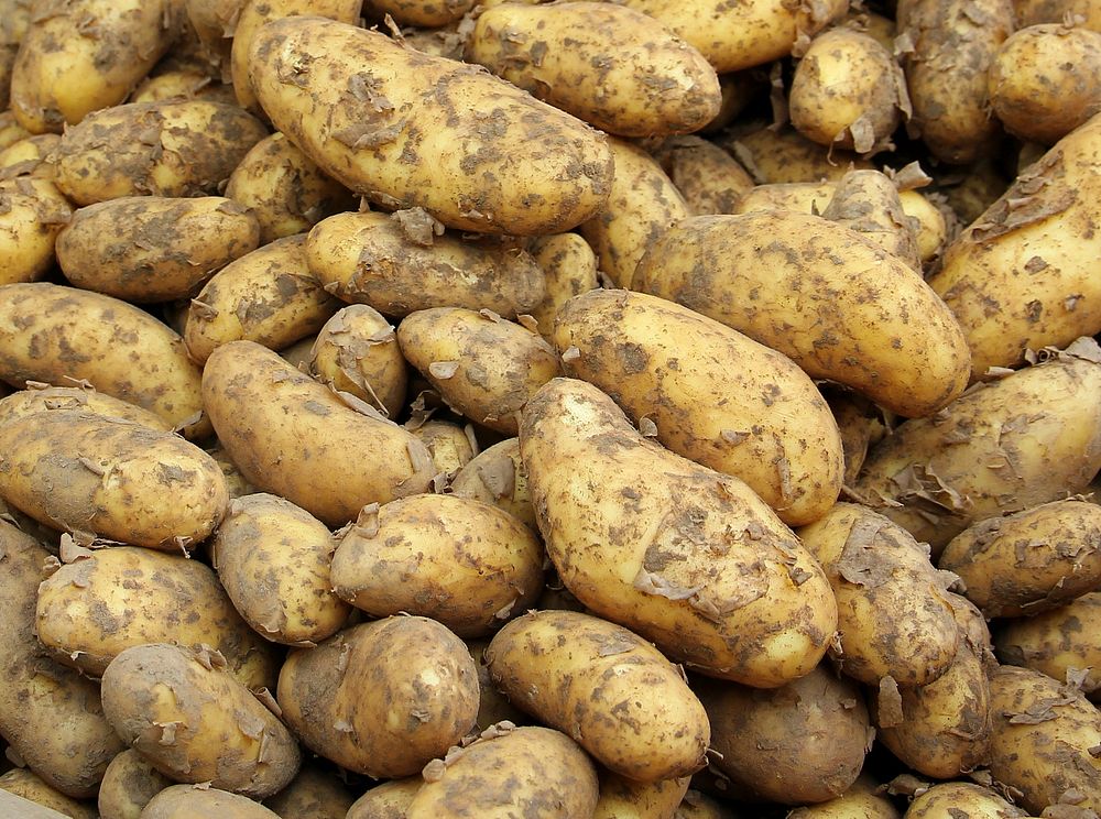 Free top view of raw potato pile photo, public domain food CC0 image.