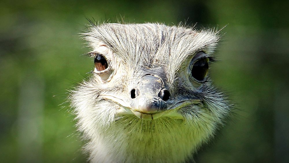 Free ostrich head image, public domain animal CC0 photo.