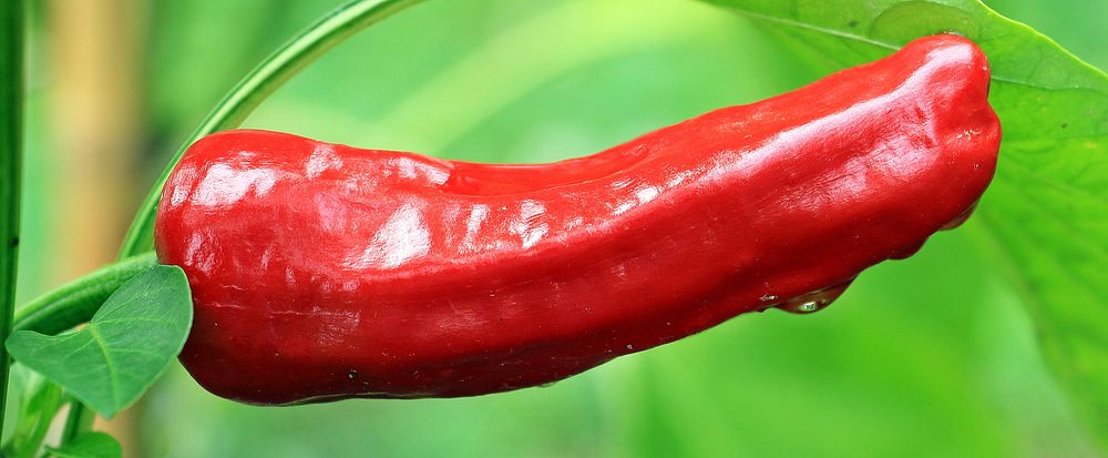 Free red chili plant image, public domain food CC0 photo.