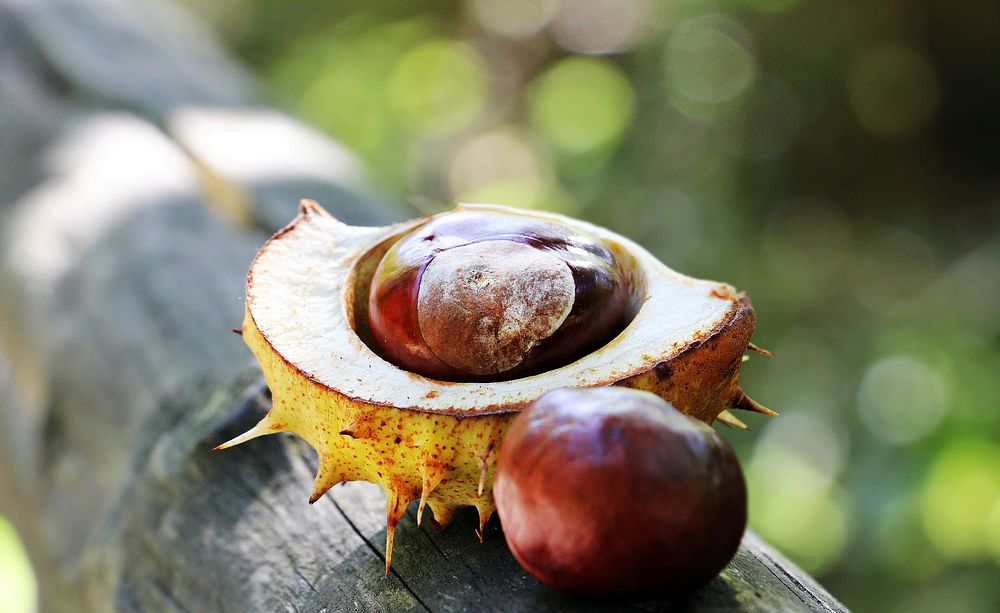 Free chestnut in shell closeup image, public domain CC0 photo.