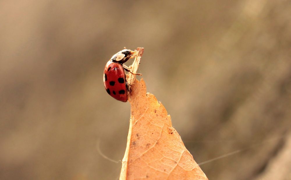 Free ladybug climbing on leaf photo, public domain animal CC0 image.