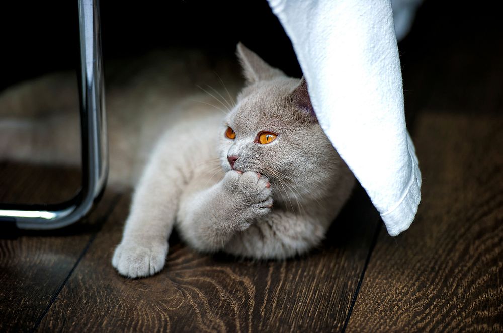Free cute cat grooming image, public domain CC0 photo.