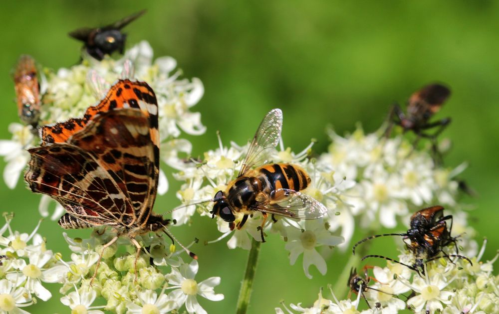 Free butterfly and flower image, public domain animal CC0 photo.