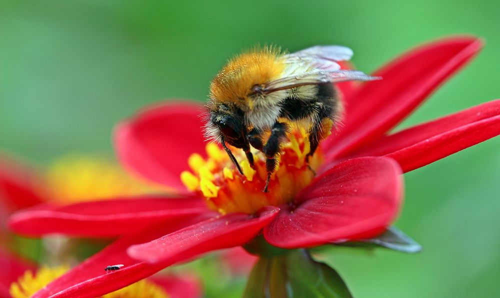 Free honey bee collecting nectar from a flower image, public domain animal CC0 photo.