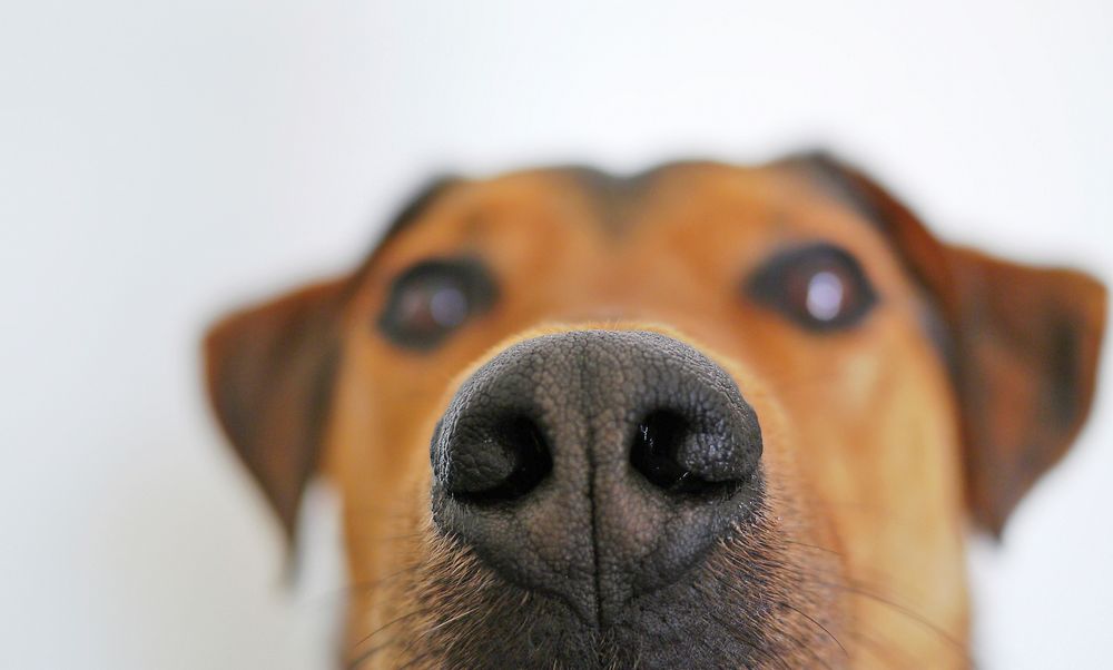 Free close up dog's nose image, public domain animal CC0 photo.