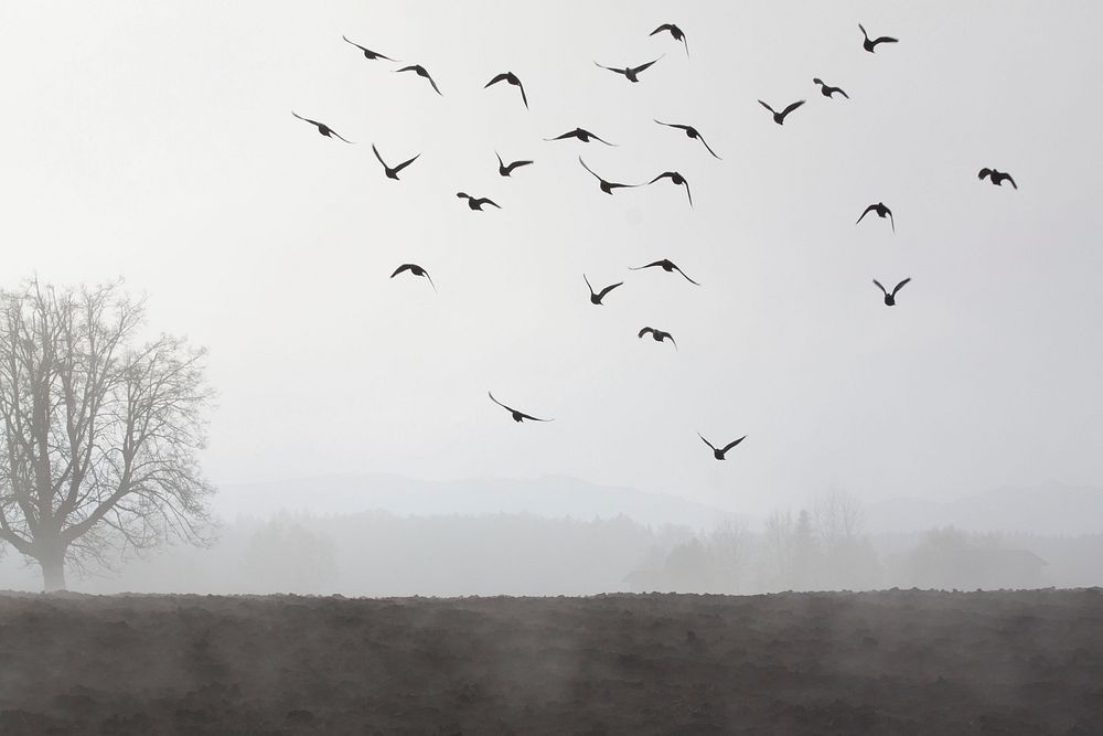Free flock of bird in the sky with mist image, public domain animal CC0 photo.