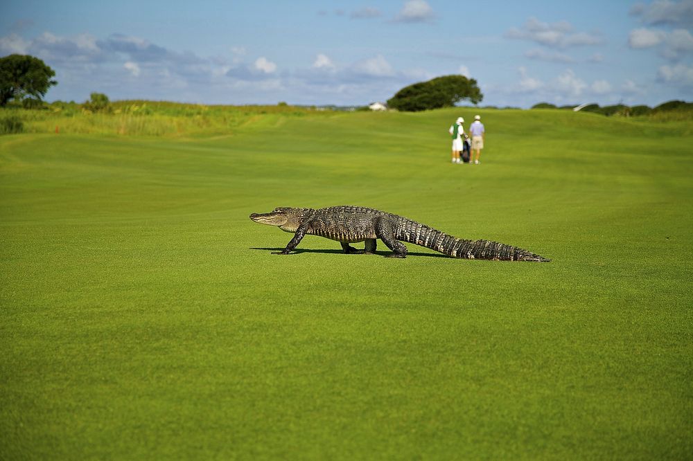 Free crocodile walking on green field image, public domain animal CC0 photo.