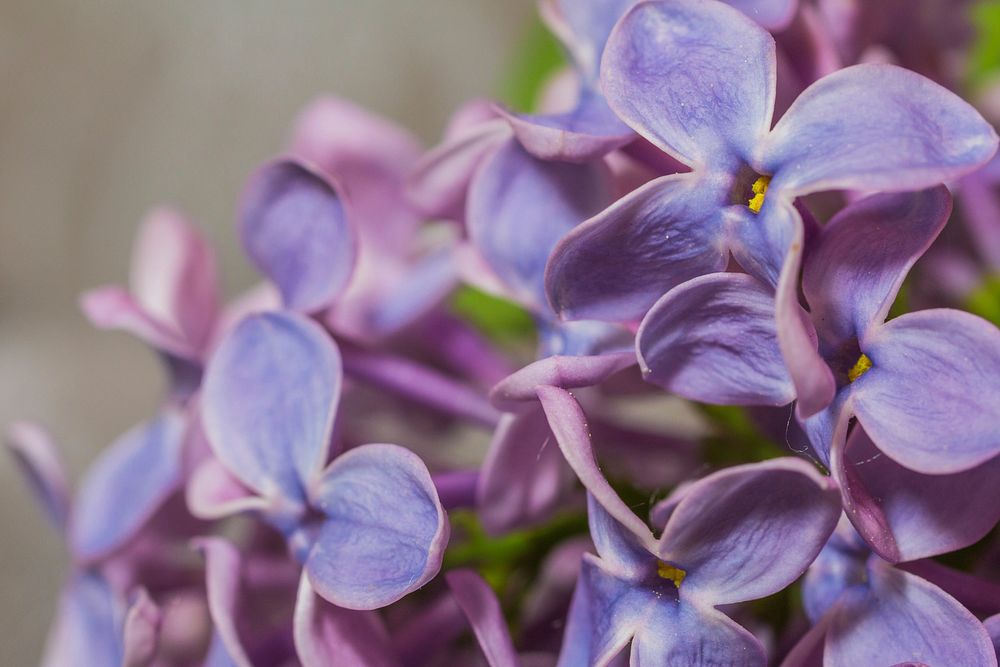 Free purple lilac macro image, public domain flower CC0 photo.