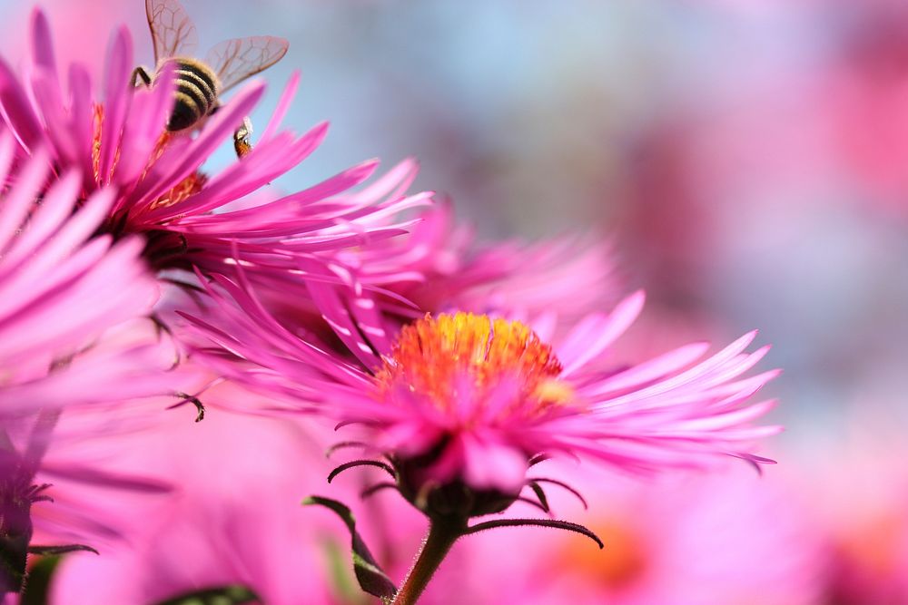 Free pink aster image, public domain spring CC0 photo.