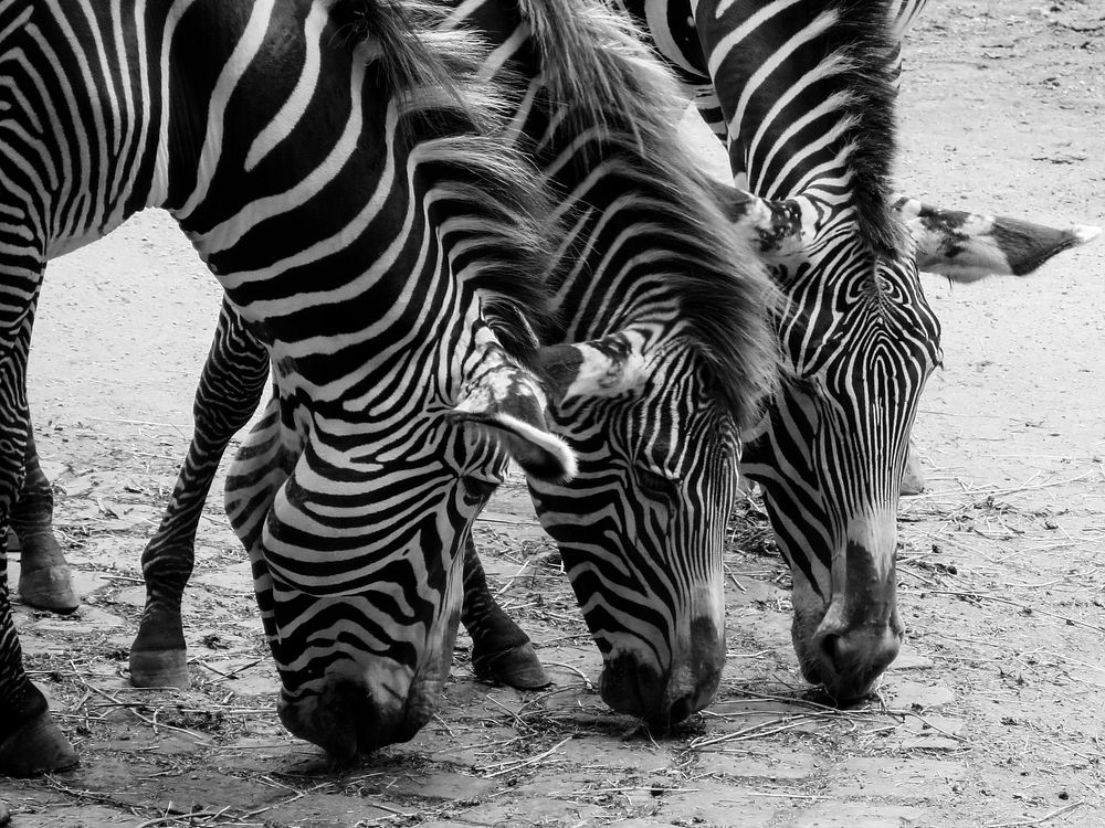 Free zebra image, public domain animal CC0 photo.
