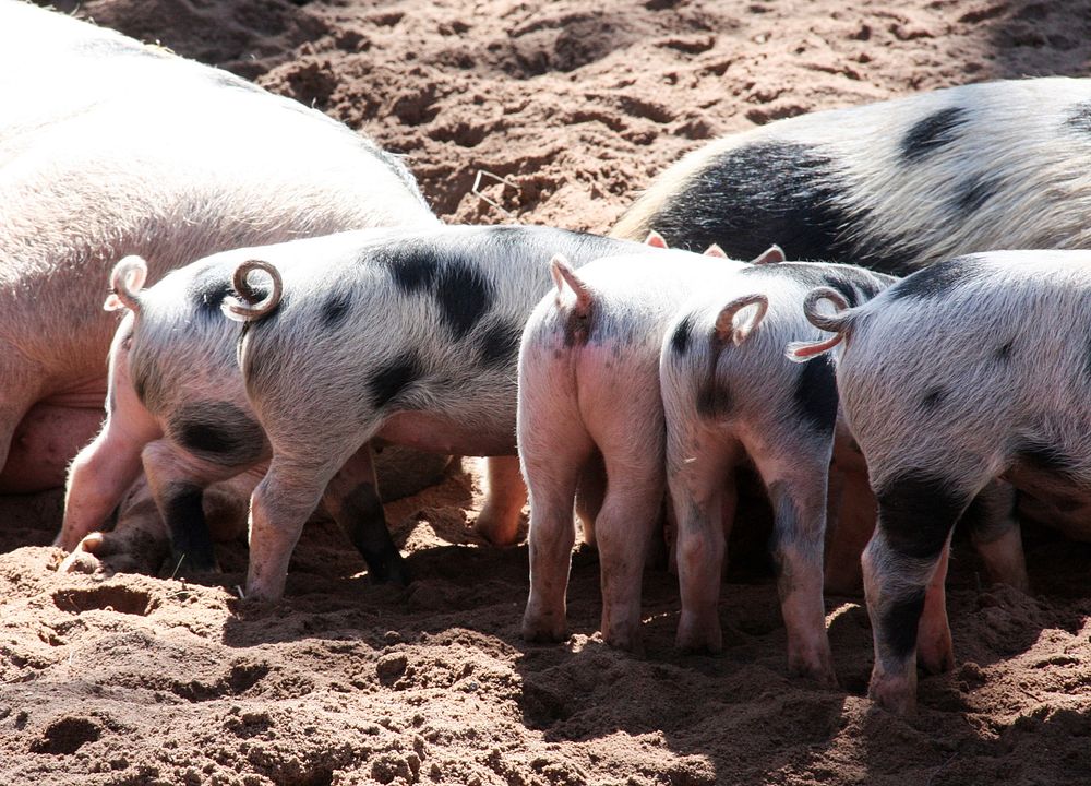 Free piglets image, public domain farm animal CC0 photo.