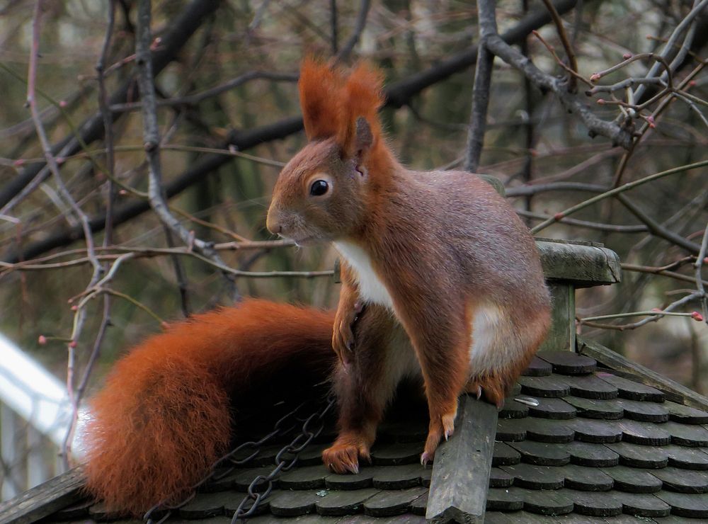 Free squirrel on roof image, public domain animal CC0 photo.