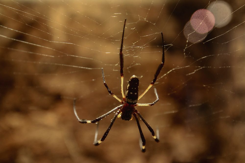 Free spider image, public domain insect CC0 photo.