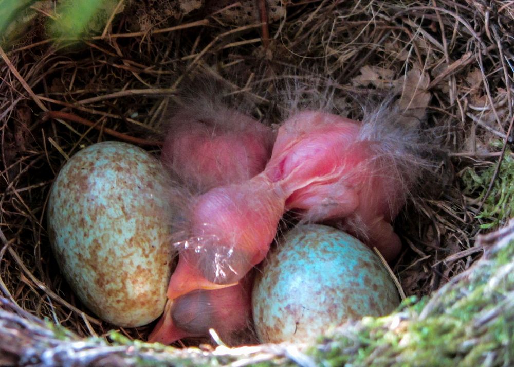 Free close up bird nest image, public domain animal CC0 photo.