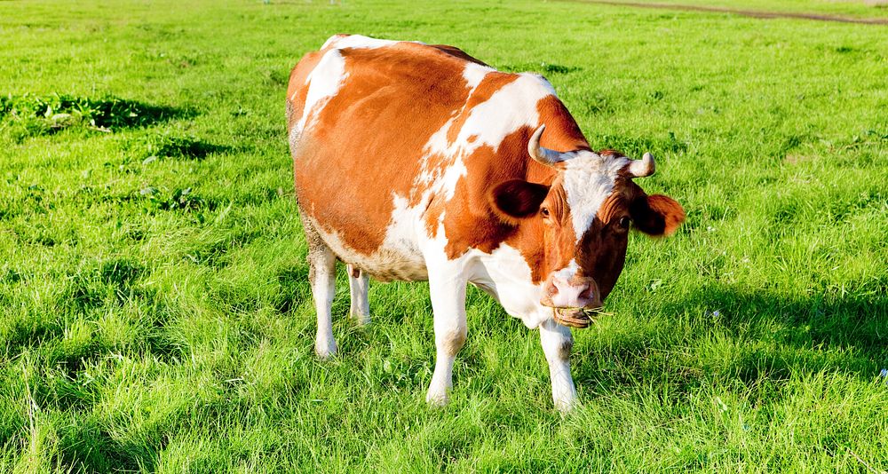 Free cow standing on grass image, public domain animal CC0 photo.