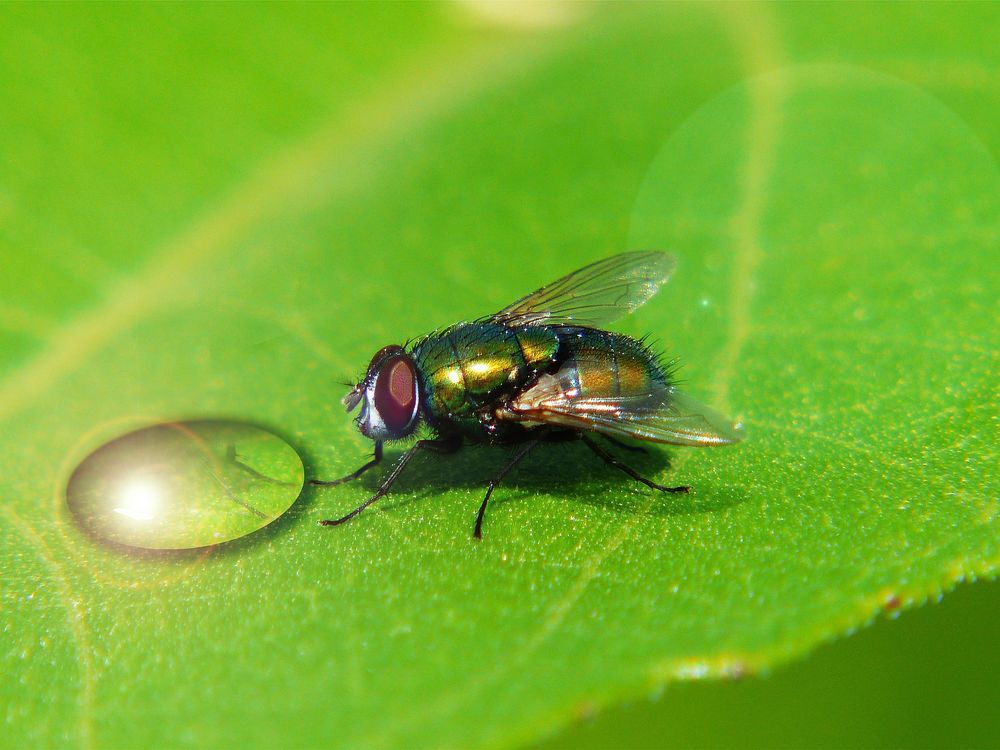 Free fly close up image, public domain animal CC0 photo.