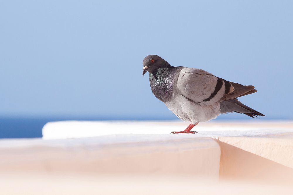 Free close up pigeon image, public domain animal CC0 photo.