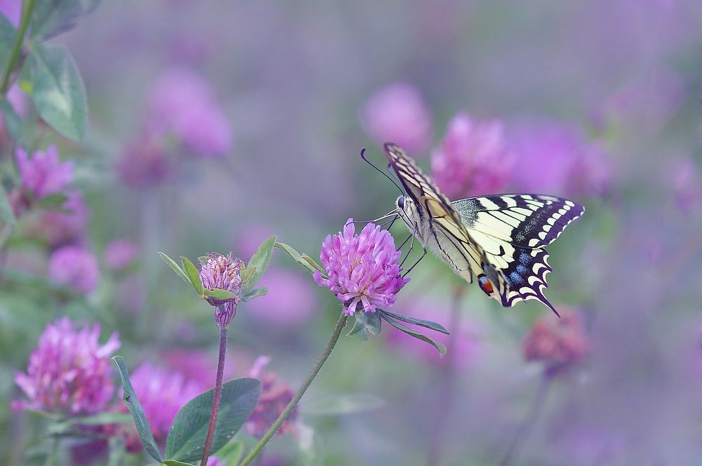 Free swallowtail butterfly and flower image, public domain animal CC0 photo.