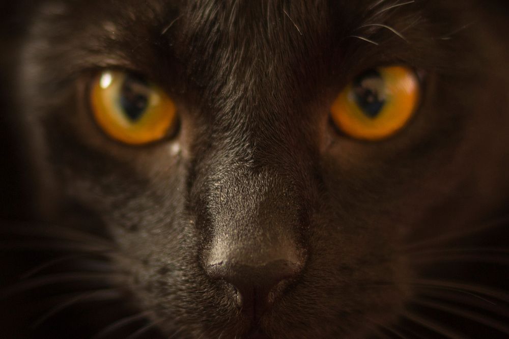 Free black burmese cat image, public domain CC0 photo.
