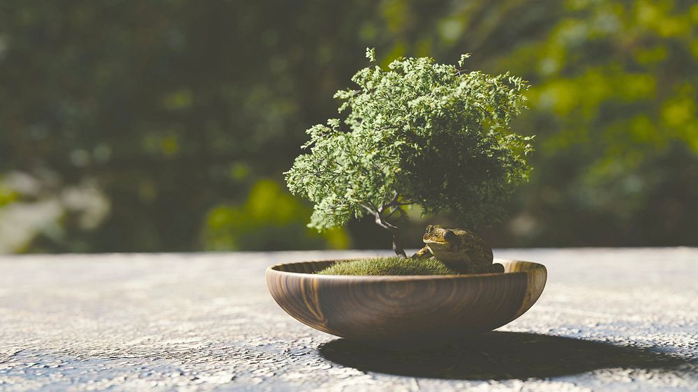 Free bonsai image, public domain plant CC0 photo.