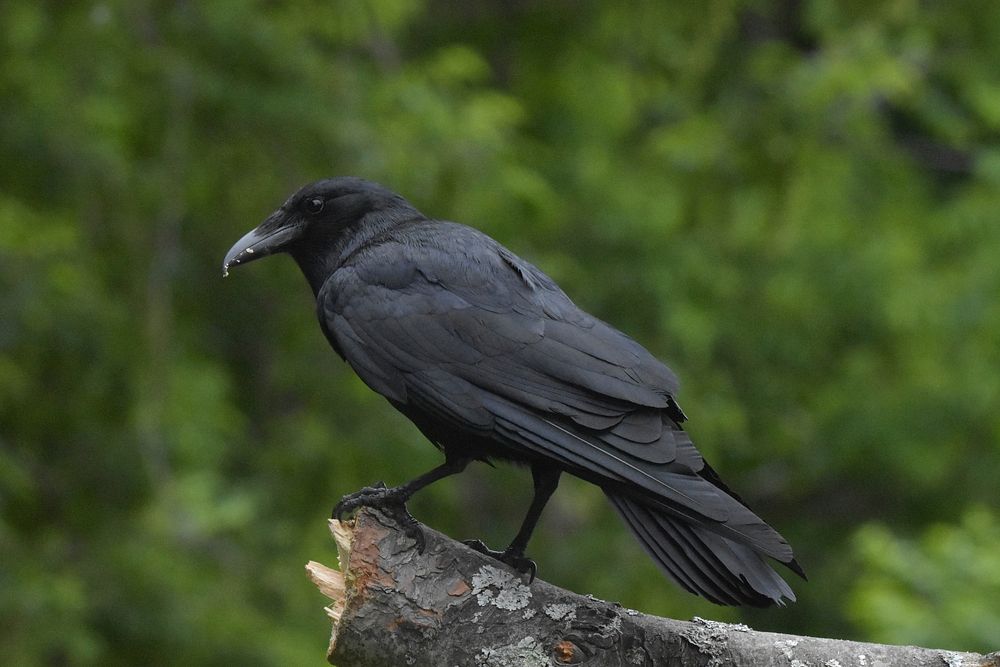 Free crow on a branch portrait photo, public domain animal CC0 image.
