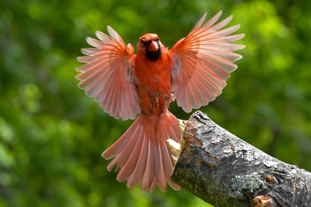 Free northern cardinal on a branch portrait photo, public domain animal CC0 image.