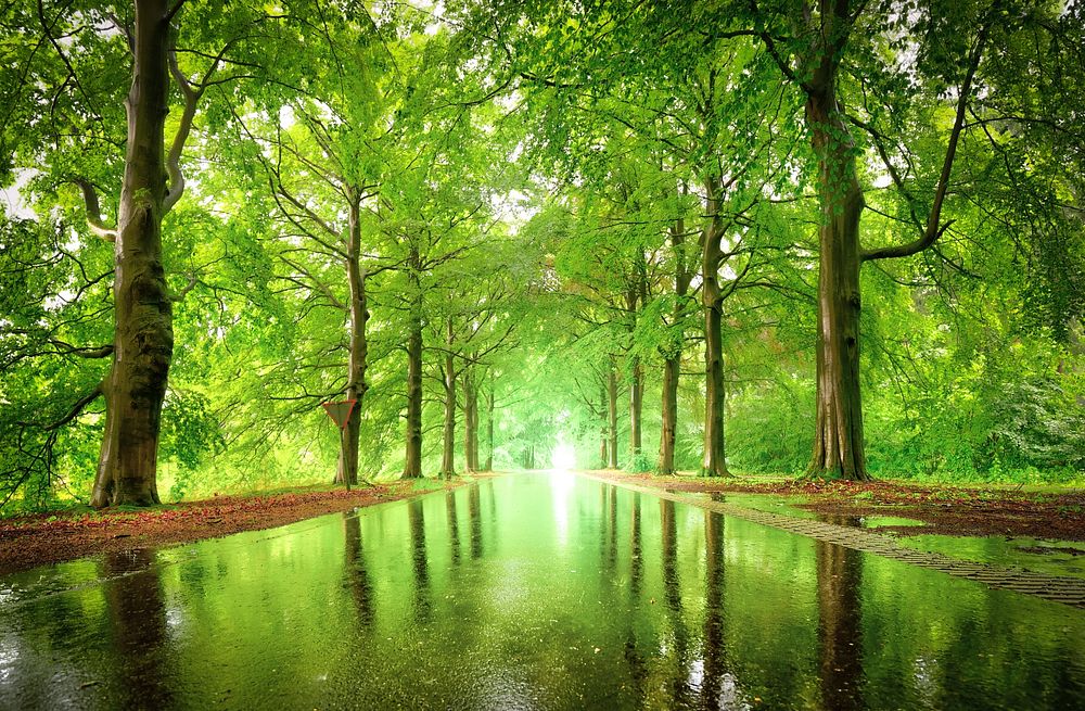 Wet path between trees, free public domain CC0 photo