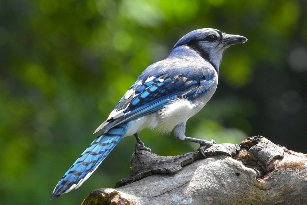 Free blue jay perched on tree branch portrait photo, public domain animal CC0 image.