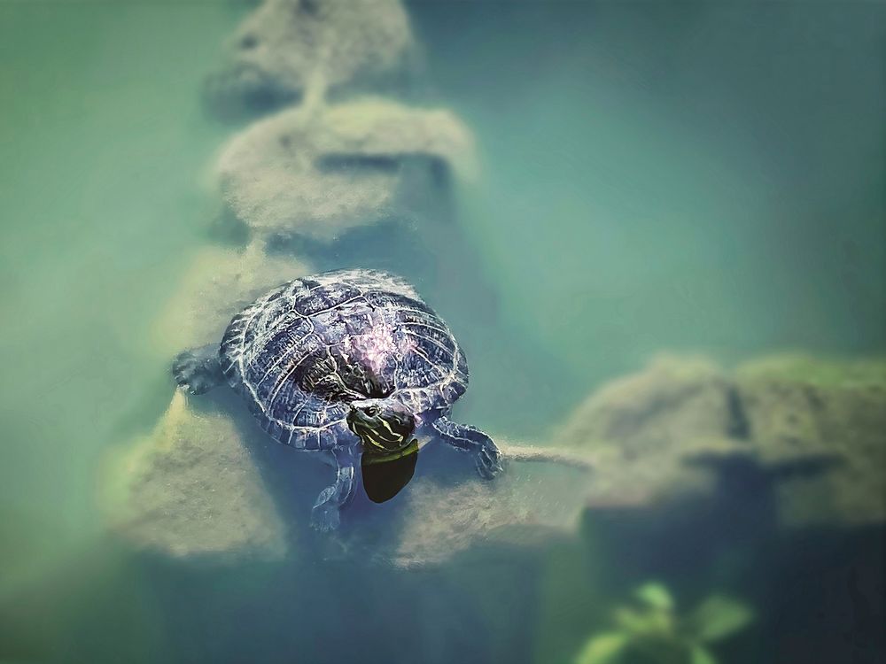 Free sea turtle image, public domain animal CC0 photo.