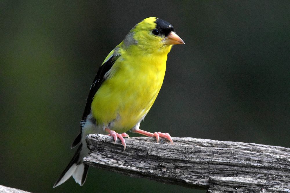 Free American goldfinch perched on tree branch portrait photo, public domain animal CC0 image.