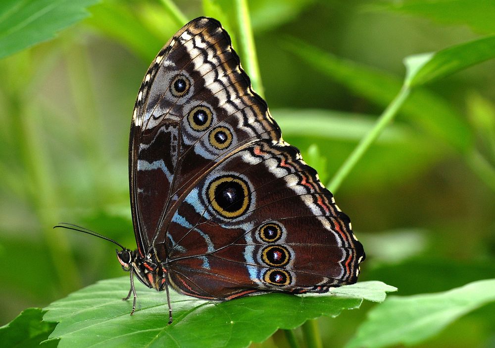 Free butterfly image, public domain animal CC0 photo.