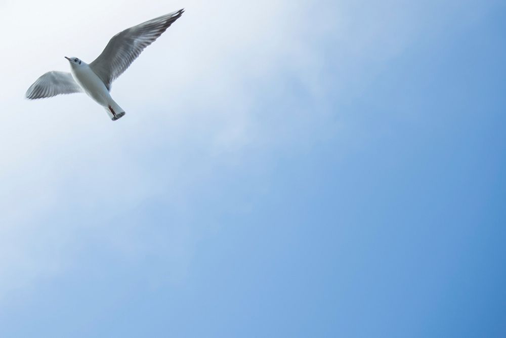 Free seagull in flight sky background photo, public domain animal CC0 image.