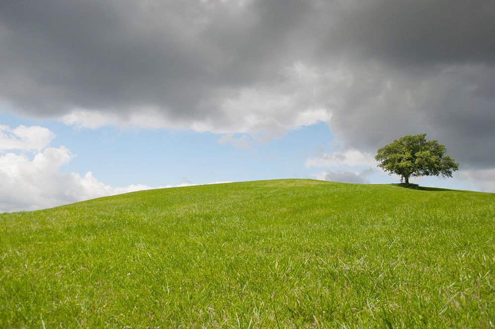 Grassland with a tree, free public domain CC0 photo