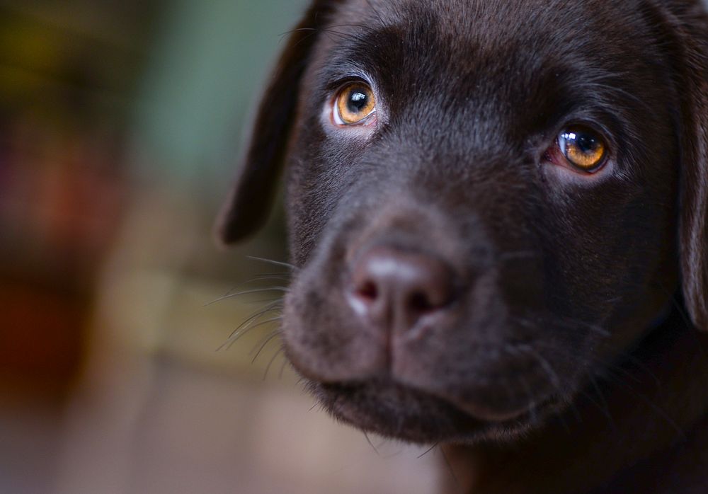 Free Labrador Retriever puppy image, public domain pet CC0 photo.