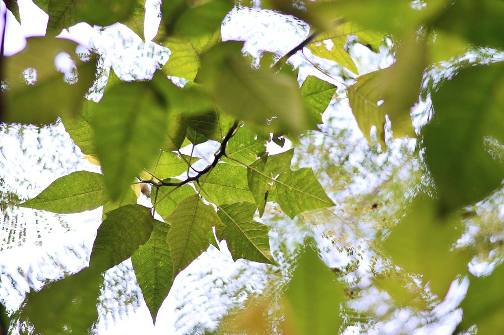 Free look up to sky leaves tree image, public domain botanical CC0 photo.