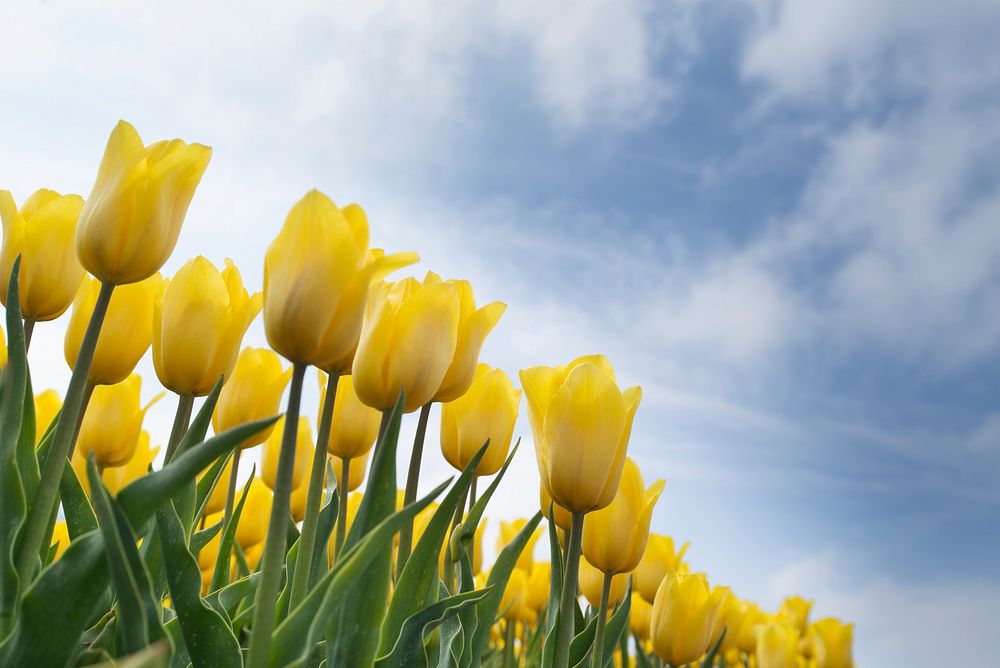 Free yellow tulip image, public domain flower CC0 photo.