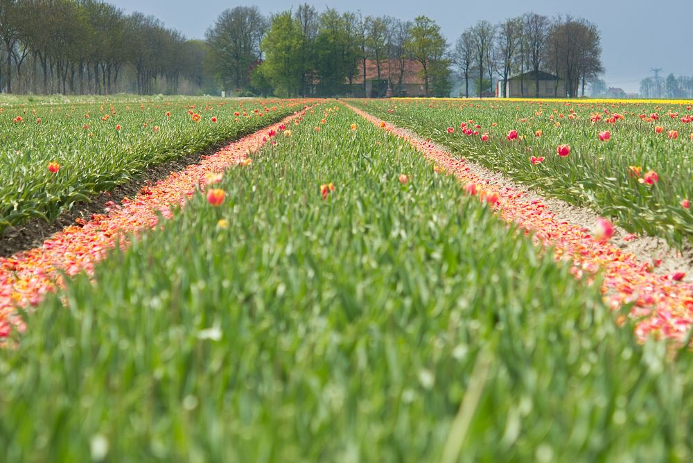 Free tulip garden image, public domain flower CC0 photo.