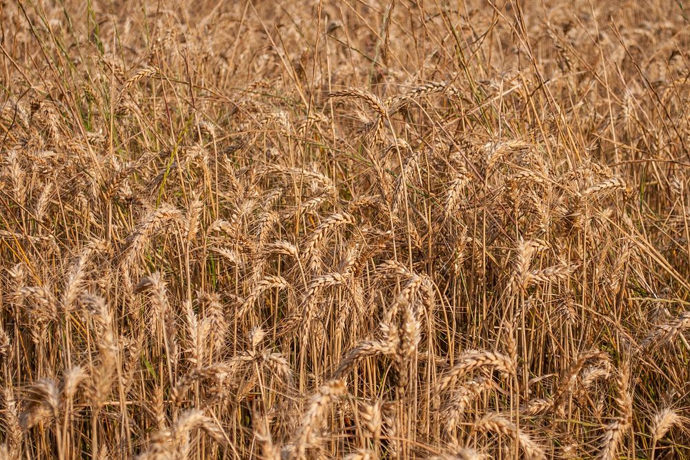 Free field of wheat image, public domain agriculture CC0 photo.