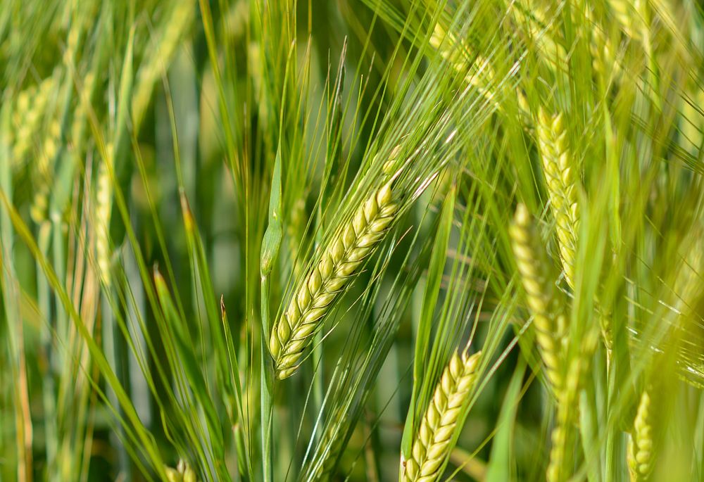 Free fresh wheat image, public domain food CC0 photo.