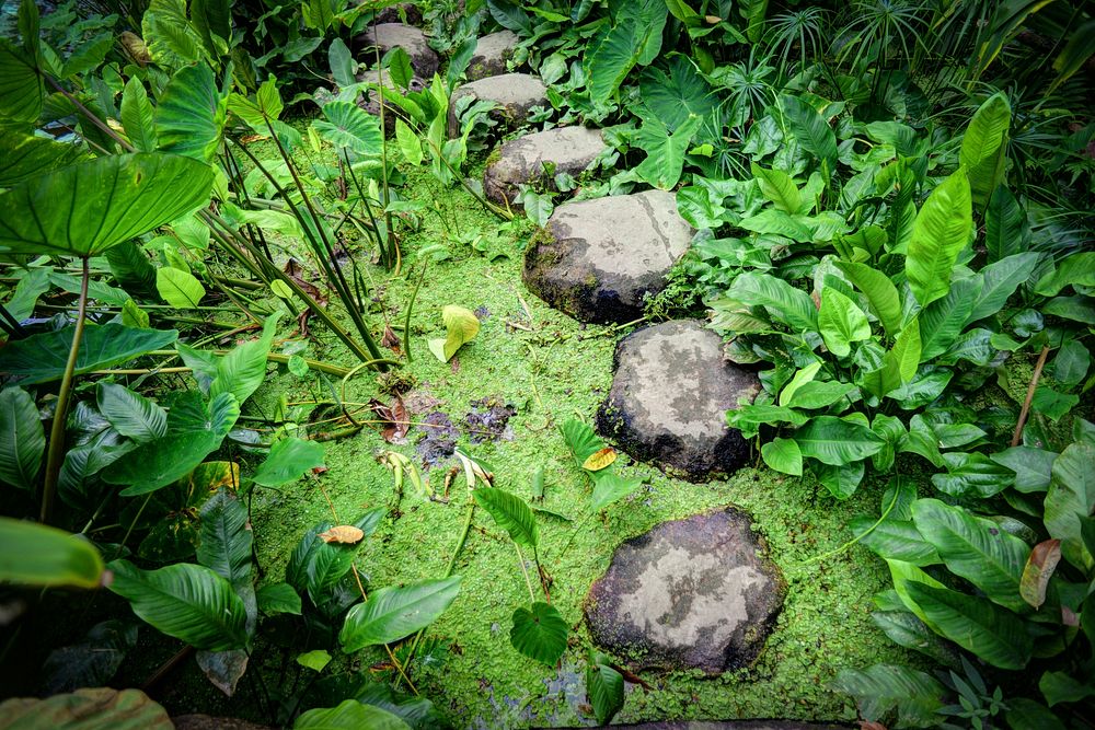Free stepping stones image, public domain nature CC0 photo.