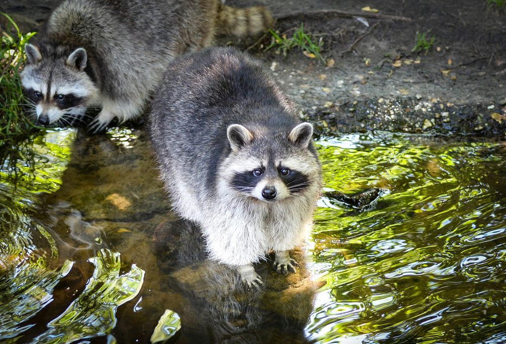 Free cute raccoon image, public domain CC0 photo.