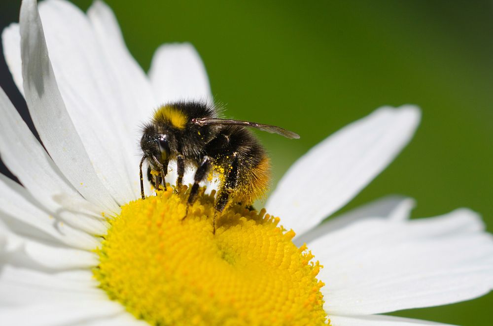 Free bumblebee on a flower image, public domain animal CC0 photo.