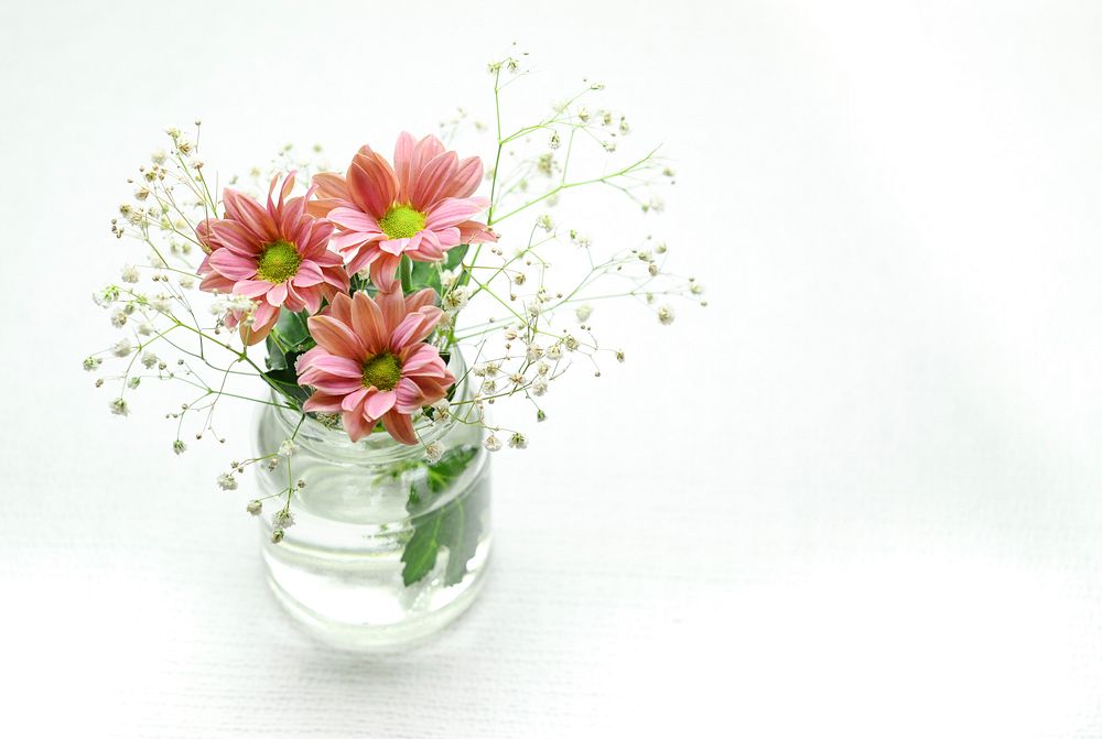 Free pink daisy background image, public domain flower CC0 photo.