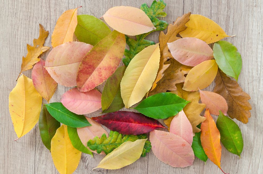 Free autumn leaves on wood table photo, public domain nature CC0 image.