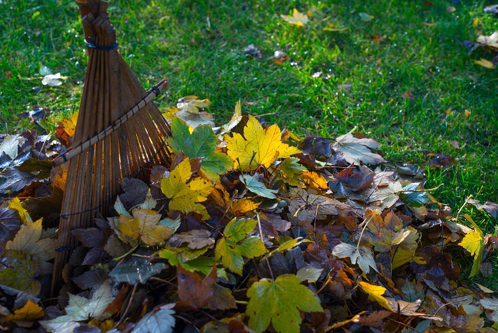 Free raked leaves photo, public domain fall CC0 image.