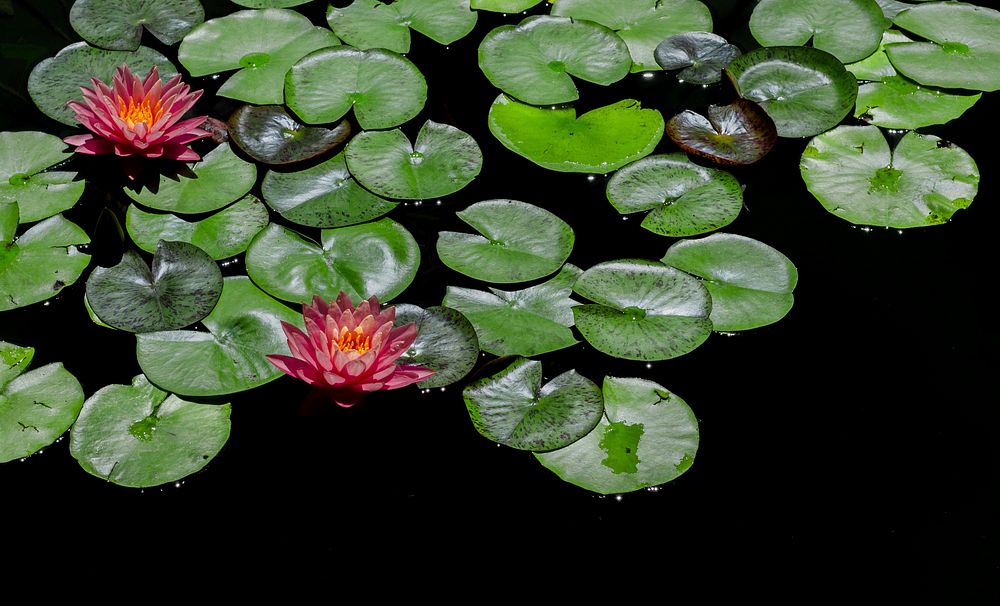 Free pink water lily image, public domain flower CC0 photo.