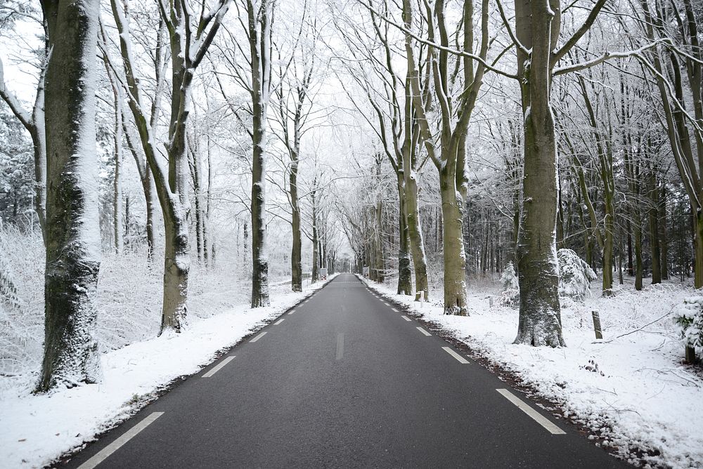 Free snow covered trees by road photo, public domain winter CC0 image.